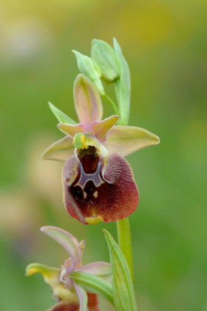 Ophrys parvimaculata